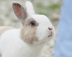 ウサギ写真1